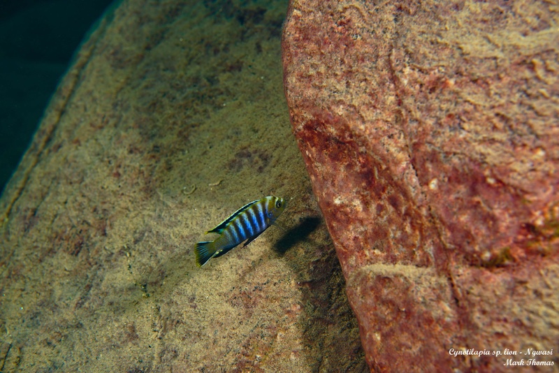 Cynotilapia sp. 'lion' Ngwasi
